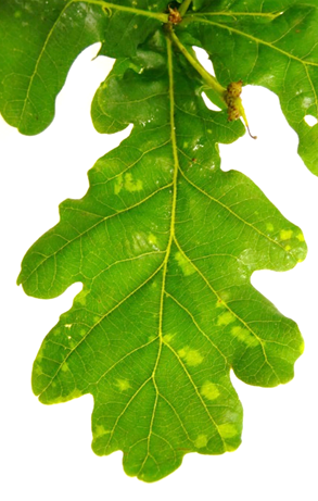 Course: Ringspot disease of oak | Urban Tree Guard
